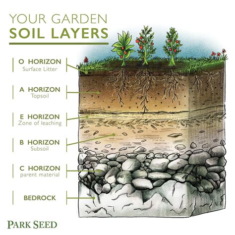 Soil Layers Diagram | Quizlet