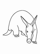 Anteater Coloring Pages  Printable & Free For Kids sketch template