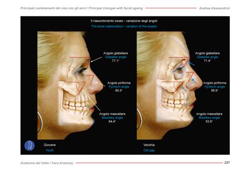 Face Anatomy – The importance of the knowledge of Anatomy in Aesthetics ...