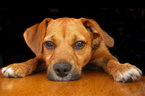 Risk factors for MRSA in dogs | Worms & Germs Blog