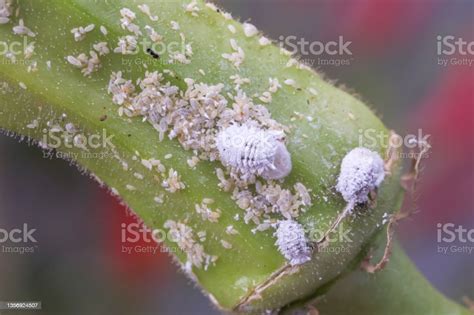 Pertumbuhan Infestasi Kutu Putih Tanaman Makro Kutu Putih Mealybugs Pada Tanaman Okra Foto Stok ...