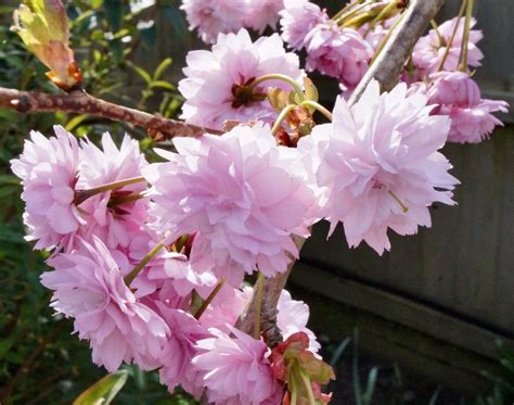 Cherry Blossom Trees - Cherry blossom tree identification