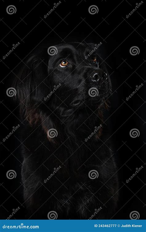 Portrait of a Black Dog on Black Background Stock Image - Image of animal, adult: 243462777