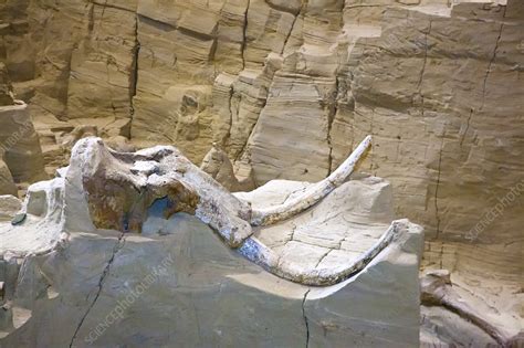 Mammoth fossil - Stock Image - C023/0422 - Science Photo Library