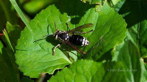 Beware the Baldfaced Hornet Nest. These black and white yellowjackets ...