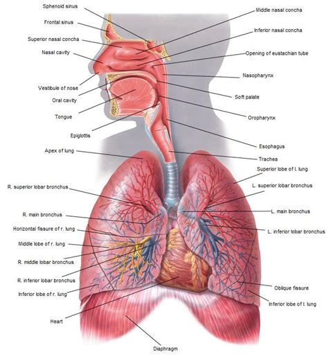 Human Anatomy - Ken To Fude No Ryu Kenshu Kai Karate - Soke Solly Said