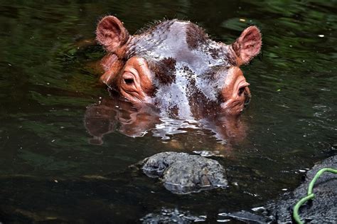 Animal Hippo Habitat - Free photo on Pixabay - Pixabay