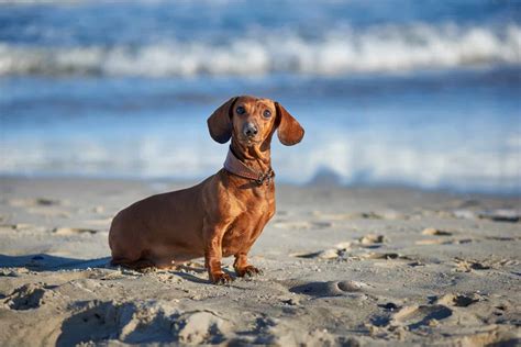 10 Reliable Dachshund Breeders In Florida