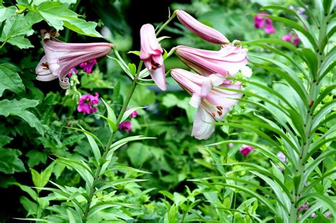 Formosa Lily in our Garden may be a Lily in the Pink Perfection Group