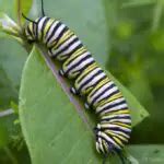4 Common Caterpillars & What They Mean to Your Garden - TheOmniBuzz
