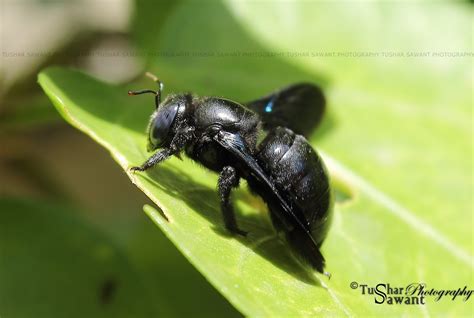 Violet carpenter bee, Indian Bhanvra | Project Noah