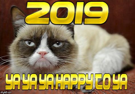 Cat Memes 2019 Gif - Cat's Blog