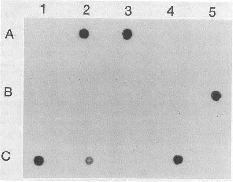 Dot blot hybridization of amplified DNA products from clinical samples... | Download Scientific ...