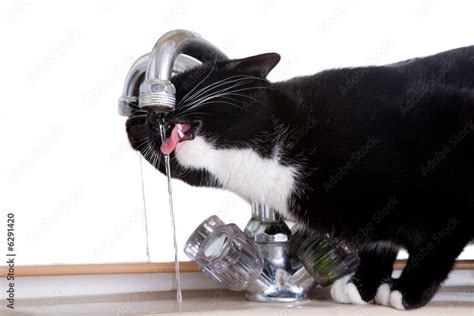 Cat drinking from the kitchen sink with the tap turned on Stock Photo ...