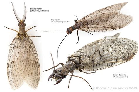 Megaloptera - Alchetron, The Free Social Encyclopedia