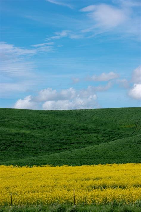 The Rolling Hills of the Palouse Stock Image - Image of agriculture, plants: 174732377