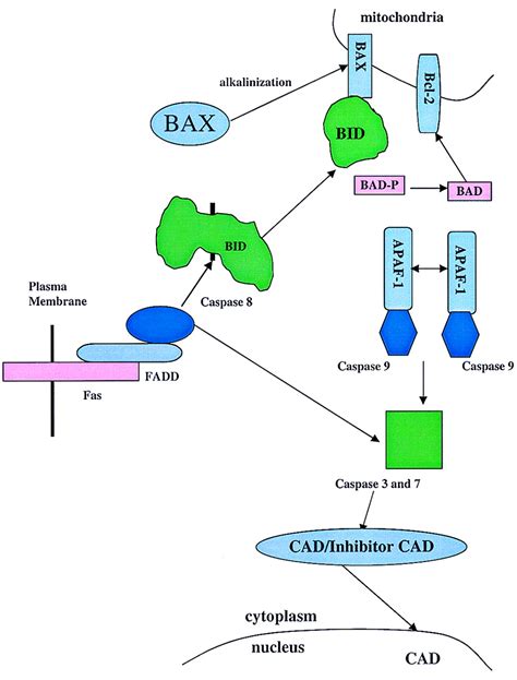 Bax-induced apoptotic cell death | PNAS