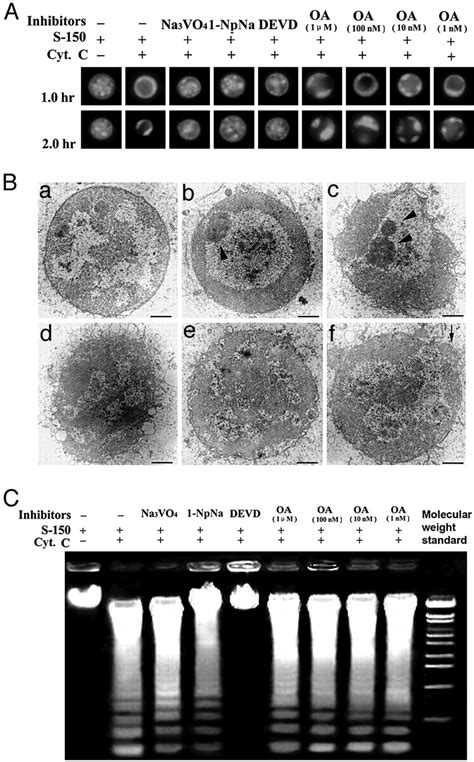 Nucleoplasmin regulates chromatin condensation during apoptosis | PNAS