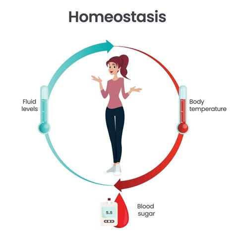 Biology homeostasis science vector illustration infographic 20561283 Vector Art at Vecteezy