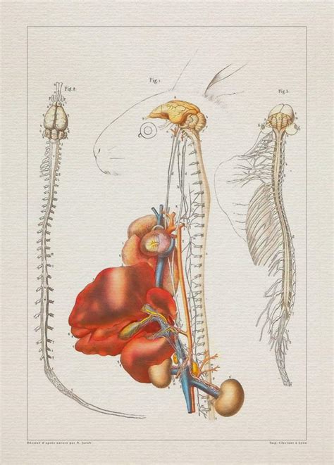 Amazon.com: Anatomy RABBIT BRAIN ORGANS print SRA3 12x18 conqueror laid ...