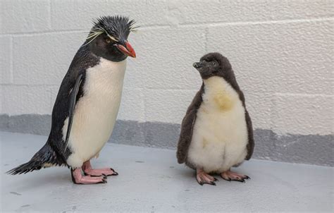 New England Aquarium helped a baby penguin get out of its egg; here’s ...