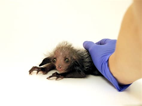 The Denver Zoo's Rare Baby Aye-Aye Has the Most Striking Peepers