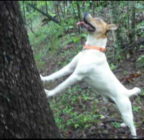 Dog Word of the Day: Treeing - Dog Discoveries