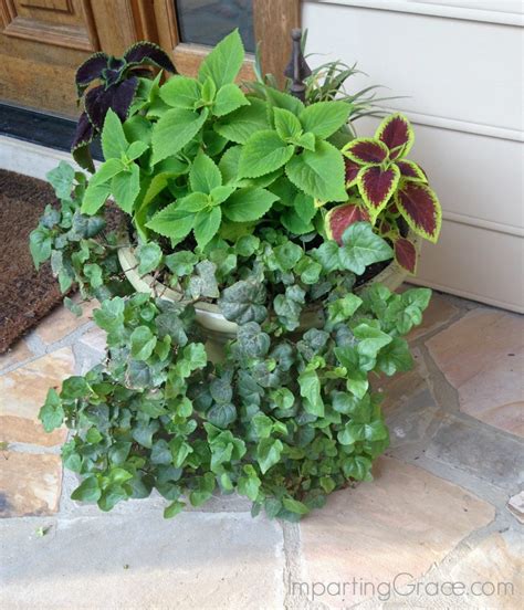 Imparting Grace: Best plants for a shady porch