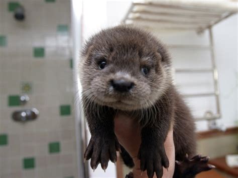 Otter pup : r/aww