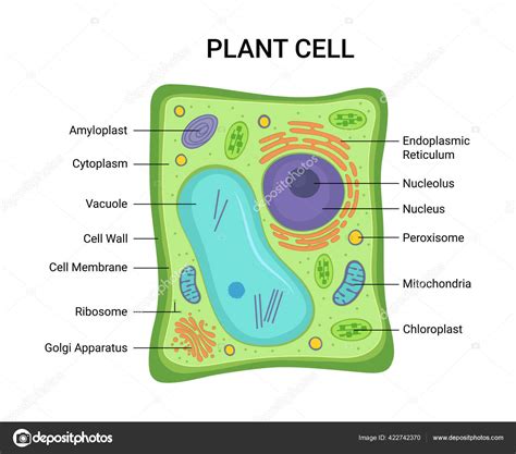 Endoplasmic Reticulum Plant Cell