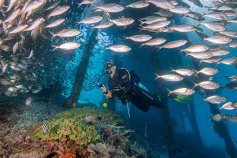 Sustainable Diving Practices for Exploring Raja Ampat | Papua Paradise