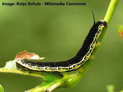 35 Black and Yellow Caterpillars (With Pictures) – Identification Guide