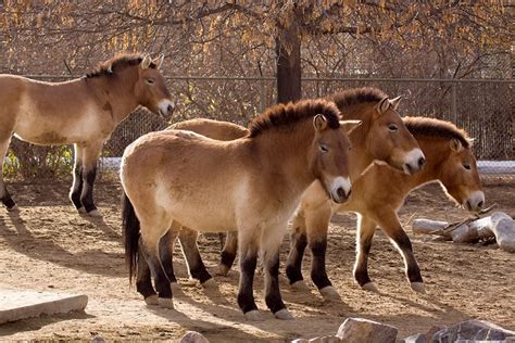 Przewalski's Horse - Denver Zoo