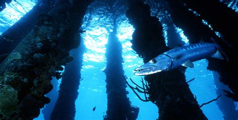 7 Must Dive Sites of Bonaire