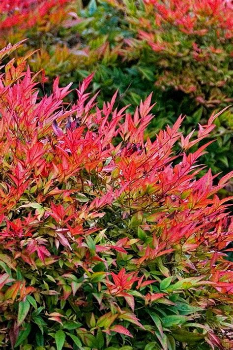 Buy Gulf Stream Nandina | FREE SHIPPING | Wilson Bros Gardens | 3 Gallon Pot for sale online