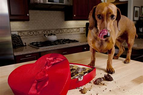 How Long Before A Dog Shows Signs Of Chocolate Toxicity?