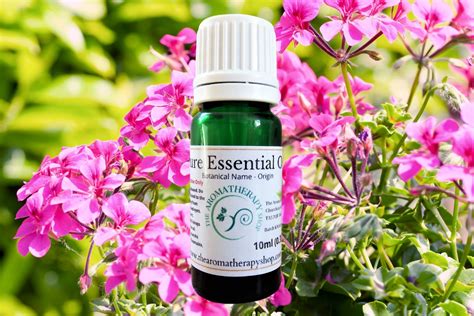 Geranium Pure Essential Oil – The Aromatherapy Shop Ltd