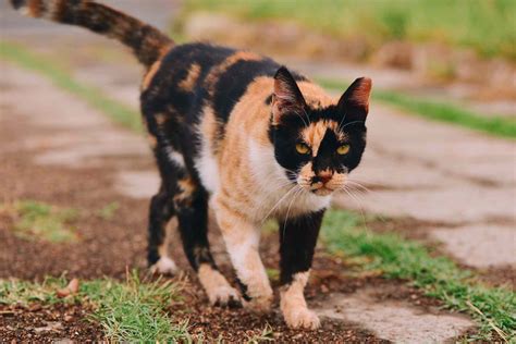 ¿Por qué son tan raros los gatos calicó macho?