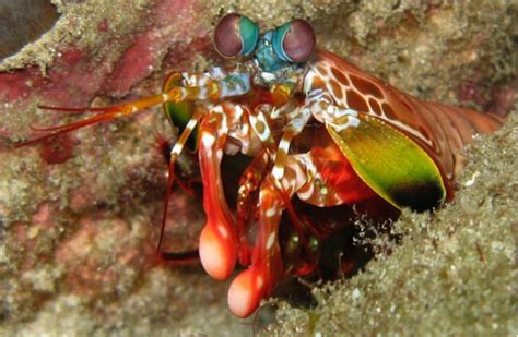 Mantis Shrimp - Description, Habitat, Image, Diet, and Interesting Facts