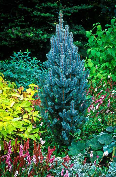 Iseli Fastigiate Blue Spruce | Conifers garden, Evergreen garden, Evergreen landscape