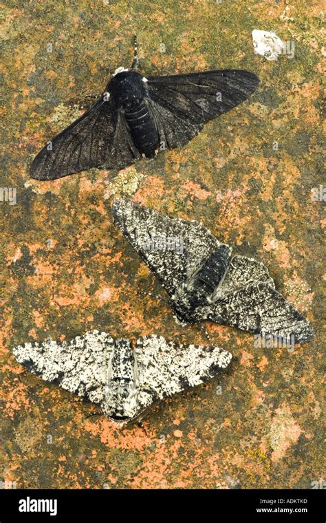 Peppered Moth Biston betularia showing 3 forms on lichen covered tile ...