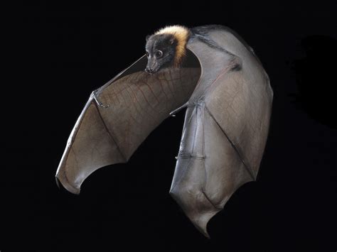 Worrisome Bat-Disease Map Shouldn't Make People Fear Bats | Health News ...