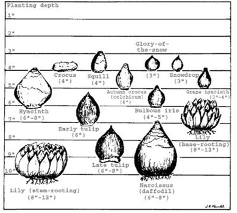 INFORMATION EXTENSION: Planting fall bulbs? Here’s what you need to ...