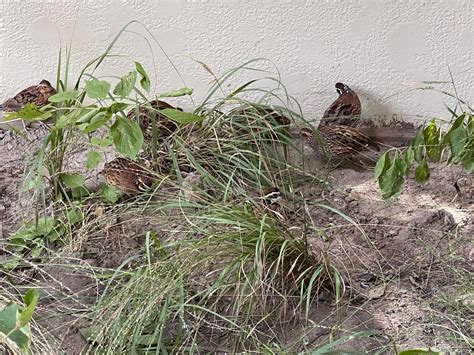 Armand Bayou Nature Center welcomes our new Bobwhite Quail! — ABNC