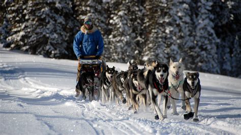 Dog Sledding 15 minutes from Main Street in Park City | All Seasons ...