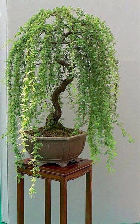 Weeping Willow Bonsai | Bonsai trees for sale, Indoor bonsai, Bonsai plants