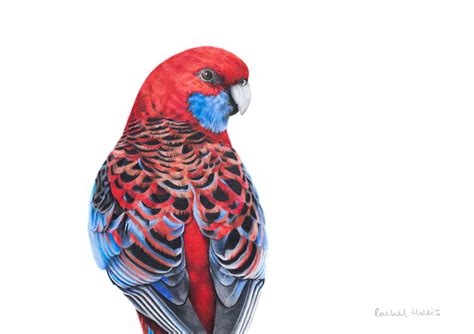 Crimson Rosella, Original Artwork - Australian Wildlife Art by Rachel Hollis