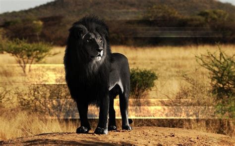 A lion with melanism. Beautiful. : pics