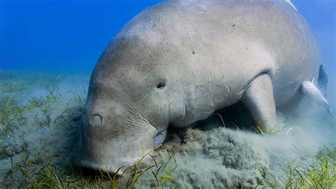 Tubby 'mermaids' vanished from Chinese waters 2 decades ago, now declared extinct | Live Science