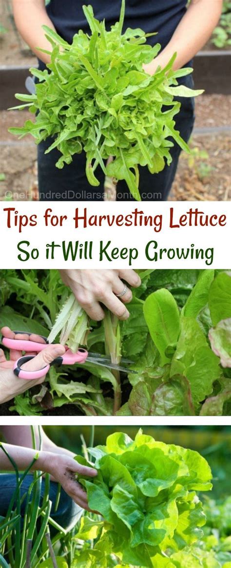 Tips for harvesting lettuce so it will keep growing – Artofit